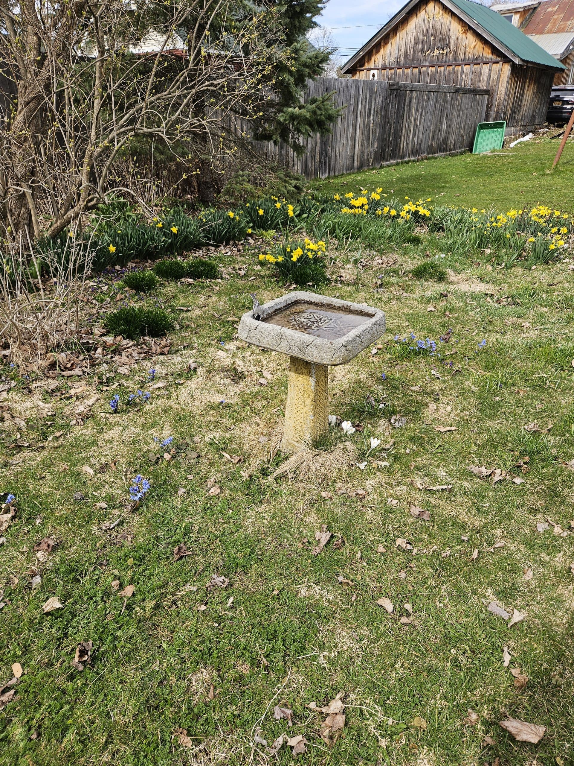 Photo of a chickadee taking a drink from a stone birdbath. Surrounding scene is early spring garden with blue siberian squill and yellow daffodil flowers.